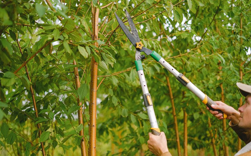 Tree trimming in Marysville, WA